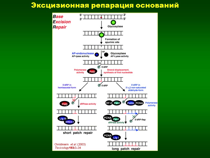 Эксцизионная репарация оснований